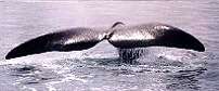Whale watching